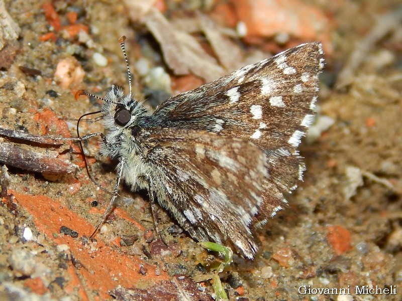 Pyrgus cfr. malvoides - Hesperiidae